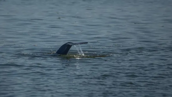 Dolphin & Nature Tour