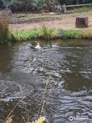 Marysville Trout & Salmon Ponds