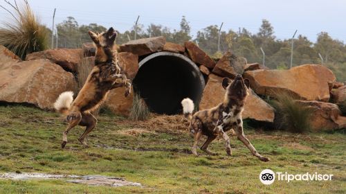 塔斯馬尼亞動物園