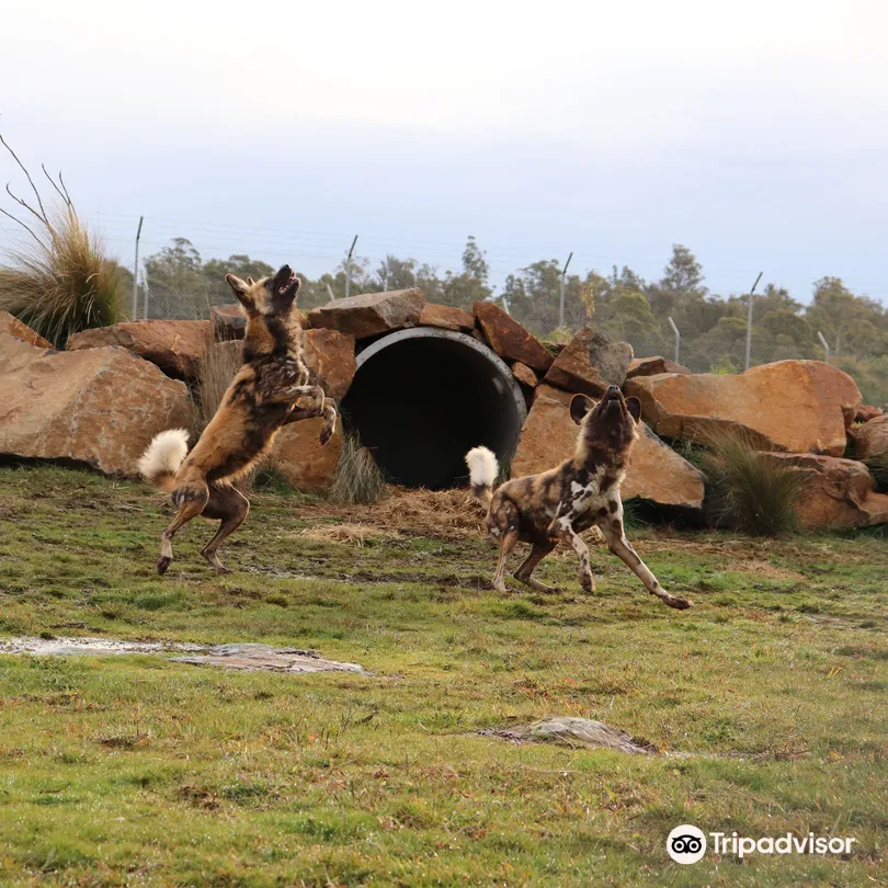 4_塔斯馬尼亞動物園
