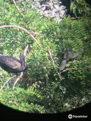 東京港野鳥公園