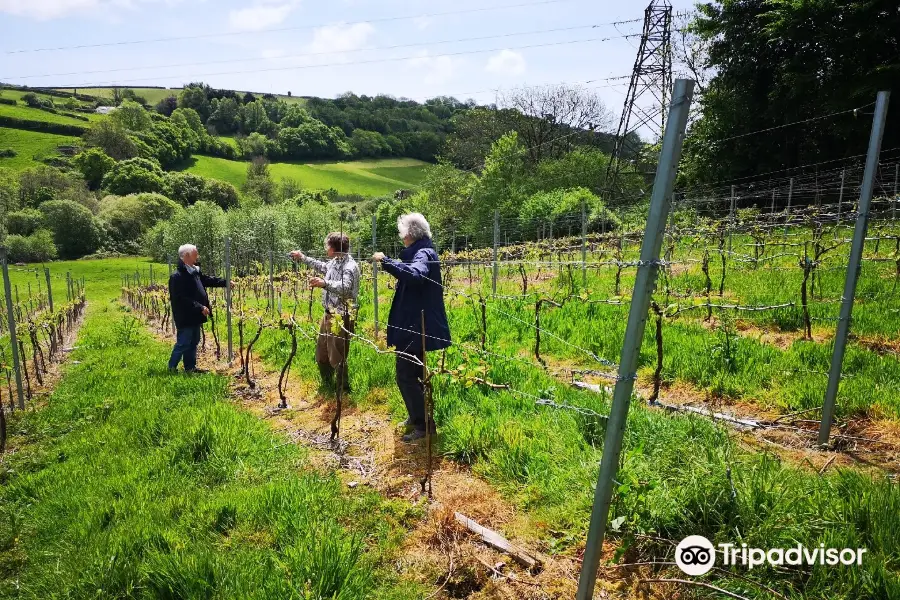 Looe Valley Vineyard