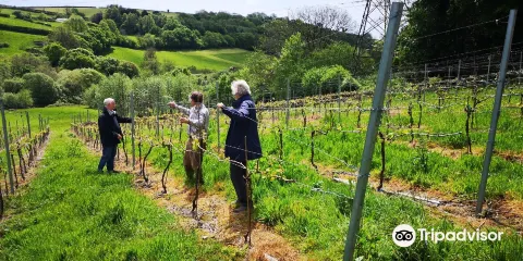 Looe Valley Vineyard