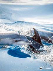 Magic Dolphin Sea Safaris