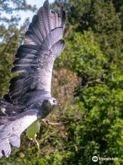 York Bird of Prey Centre