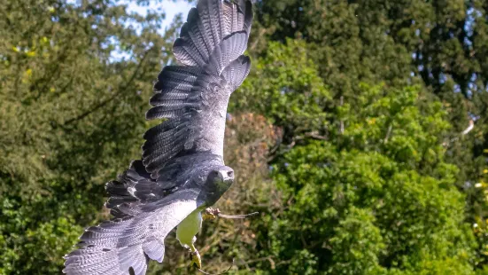 York Bird of Prey Centre