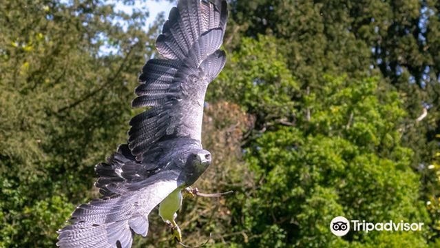 York Bird of Prey Centre
