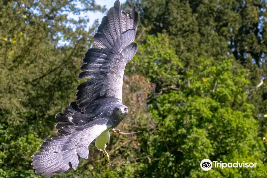 York Bird of Prey Centre