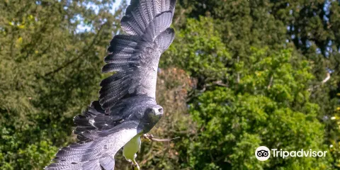 York Bird of Prey Centre