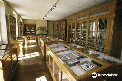 Musee d'Histoire Naturelle Philadelphe Thomas