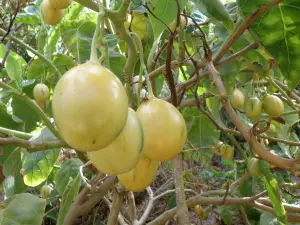 Botanical Park Of Crete