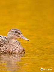 WWT Llanelli