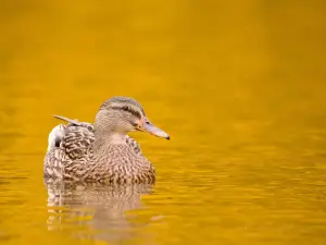 WWT Llanelli