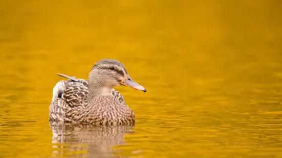 WWT Llanelli