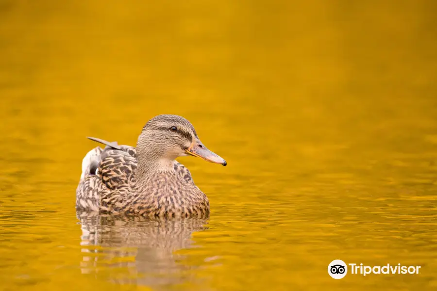 WWT Llanelli