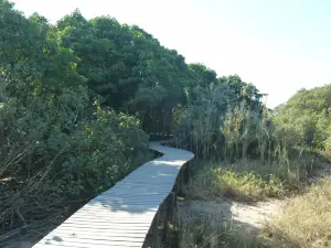 Beachwood Mangroves Nature Reserve