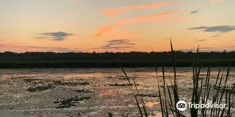 Imagine the Marsh Conservation Area