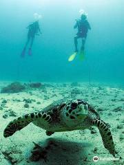Scuba Diving Pattaya
