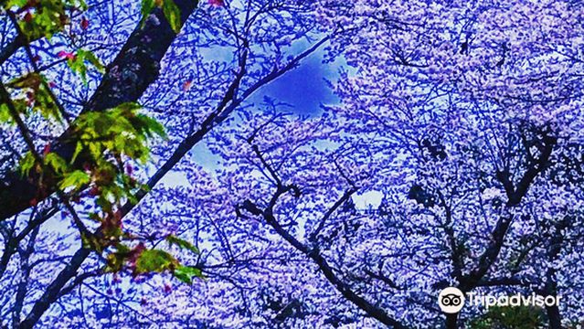 Teraogaharasenbonzakura Park