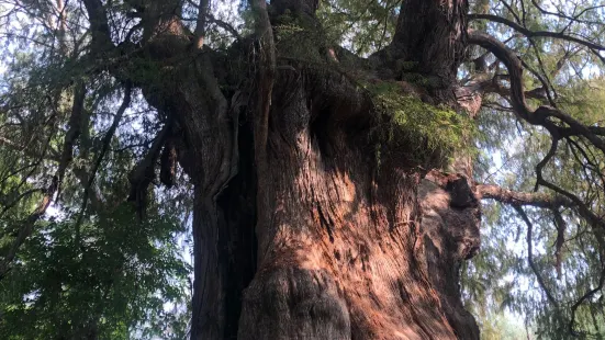 Parque Ecologico "Los Sabinos"