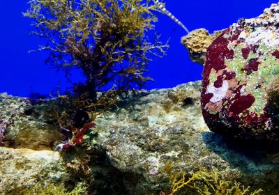 Getxo Aquarium