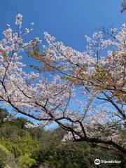 三隅大平桜