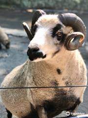 斯塔滕島動物園