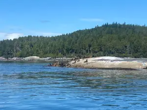 Mackay Whale Watching