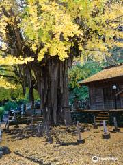 Kosazuke Ginkgo Tree in Kosenji Tmple
