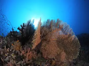 Euro-Divers LUX South Ari Atoll