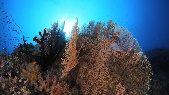 Euro-Divers LUX South Ari Atoll