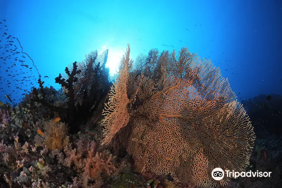 Euro-Divers LUX South Ari Atoll