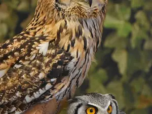 Happisburgh Owls