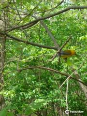 Black Swamp Bird Observatory