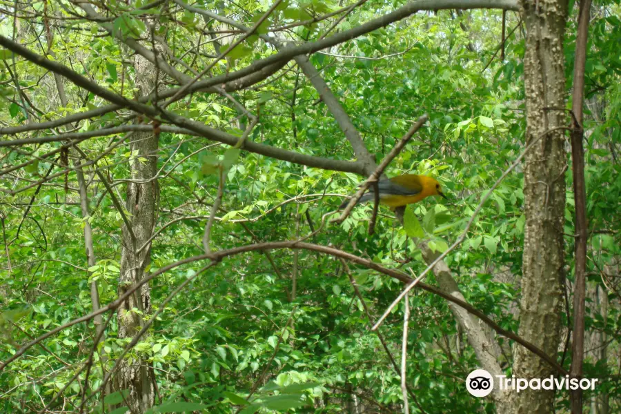 Black Swamp Bird Observatory