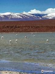 Laguna Brava