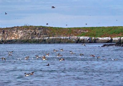 Golden Gate Farne Islands Boat Trips