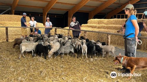 Schapenboerderij Texel