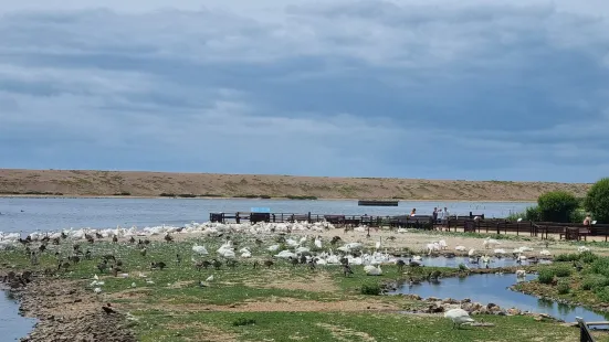 Abbotsbury Swannery