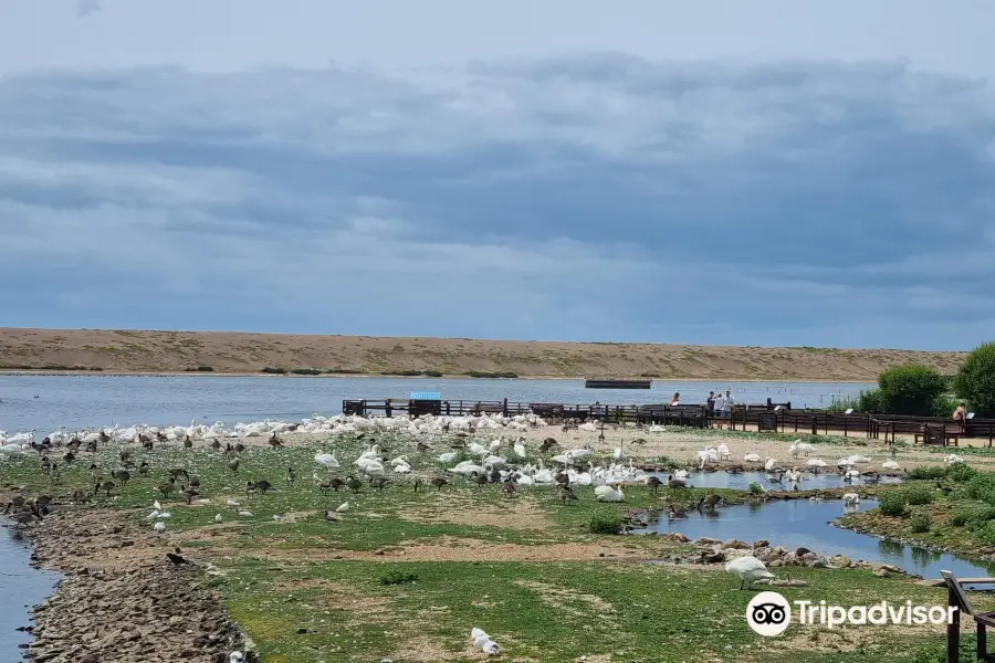 Abbotsbury Swannery