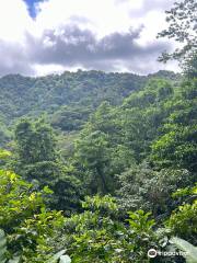 Vermont nature trail and rain forest