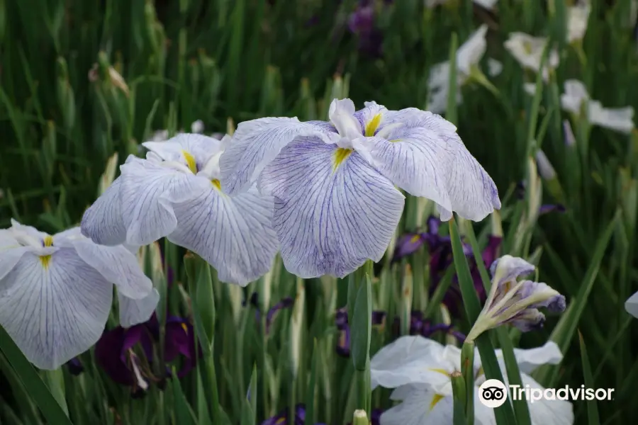 Horikiri Iris Garden