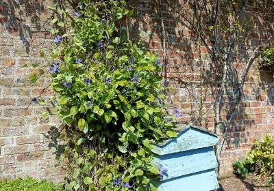 Bangor Castle Walled Garden