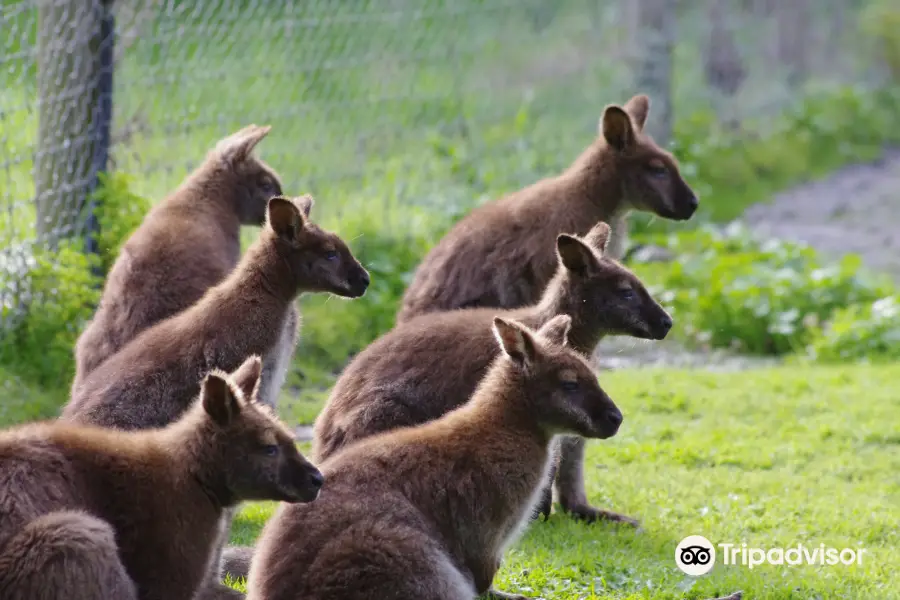 Great Ocean Road Wildlife Park