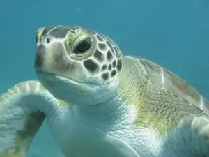 LJ Diving Tenerife