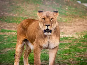 JOHNSONS OF OLD HURST | JOHNSONS ZOO