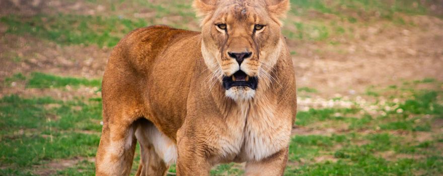 JOHNSONS OF OLD HURST | JOHNSONS ZOO