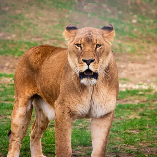 Johnsons Zoo