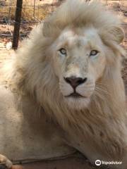 Mama Tau White Lions Breeding Project