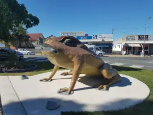 Sarina Big Cane Toad